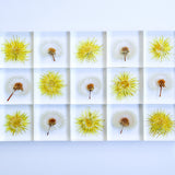 Dandelion (Flower)
