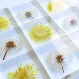Dandelion (Flower)