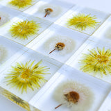Sola tile Dandelion Set