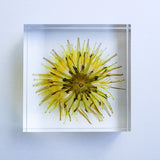 Dandelion (Flower)