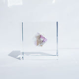 Fluorite (2.0in cube)5