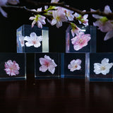 Sakura gift box set【Sakura with 2 choices】