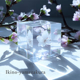 【Limited to 2 sets】Sola cube sakura set of 4 new items