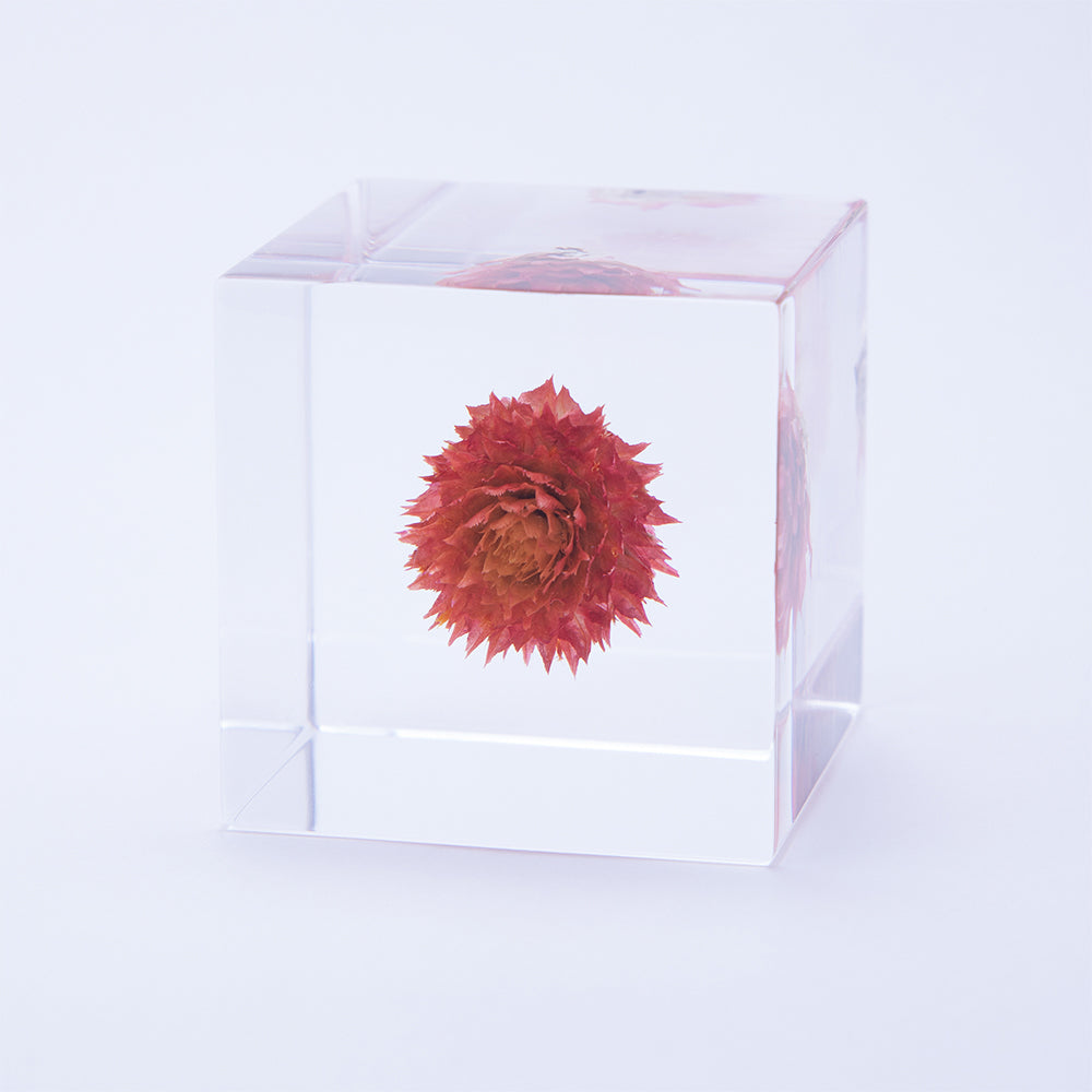 Sola cube – Usagi no Nedoko