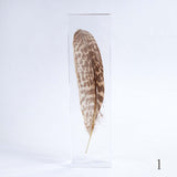 Common Kestrel feather