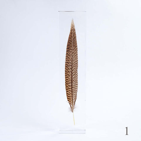 pheasant feather art