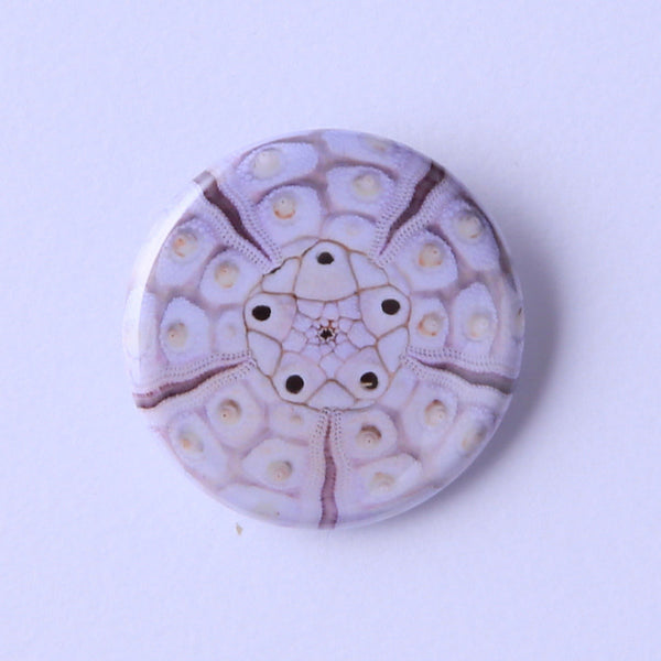 Goniocidaris spinosa　ウニ　標本 1613225_0_grande.jpg?v=1498125746