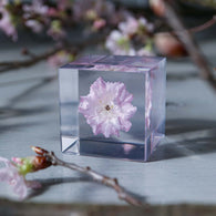Sakura (Cherry Blossoms) Santoku 6.7 — Japanese Knives Select