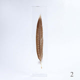 Golden Pheasant feather