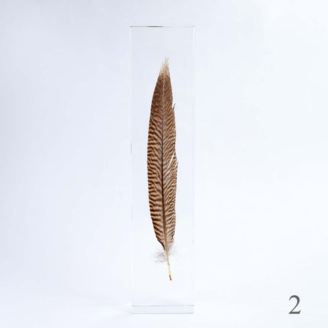 Golden Pheasant Feathers - Real Pheasant Feathers