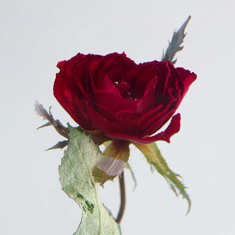 Rose(with stem)