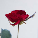 Rose(with stem)