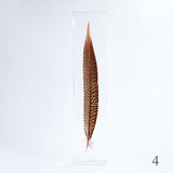 Golden Pheasant feather
