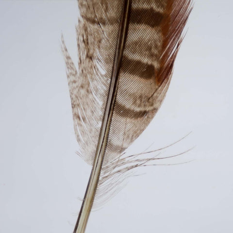 Pheasant feather – Usagi no Nedoko