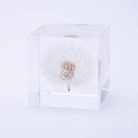 Dandelion (1.6in cube)