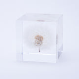 Dandelion (1.6in cube)