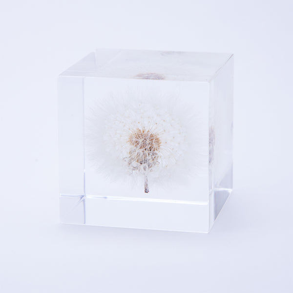 Dandelion (1.6in cube) – Usagi no Nedoko