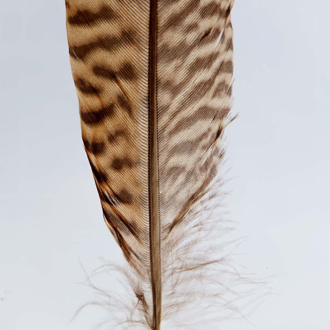 Golden Pheasant Feather Detail by Siede Preis