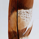 Copper Pheasant feather
