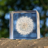 Dandelion (2.0in cube)