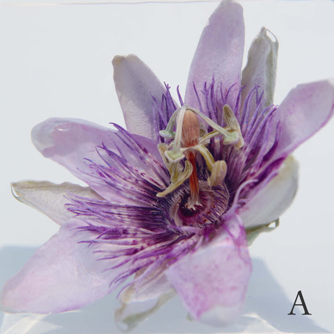 Passion flower in polyester resin