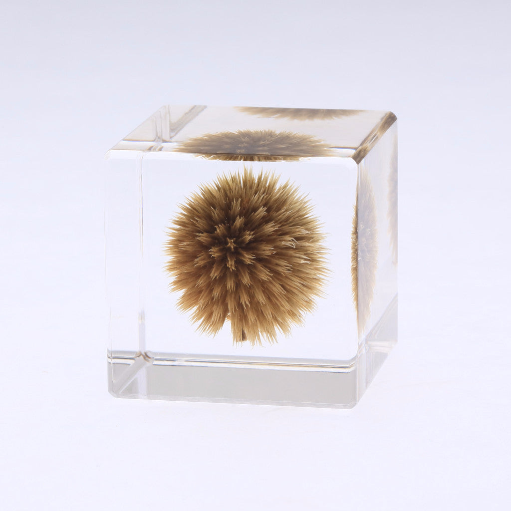 Sola cube – Usagi no Nedoko