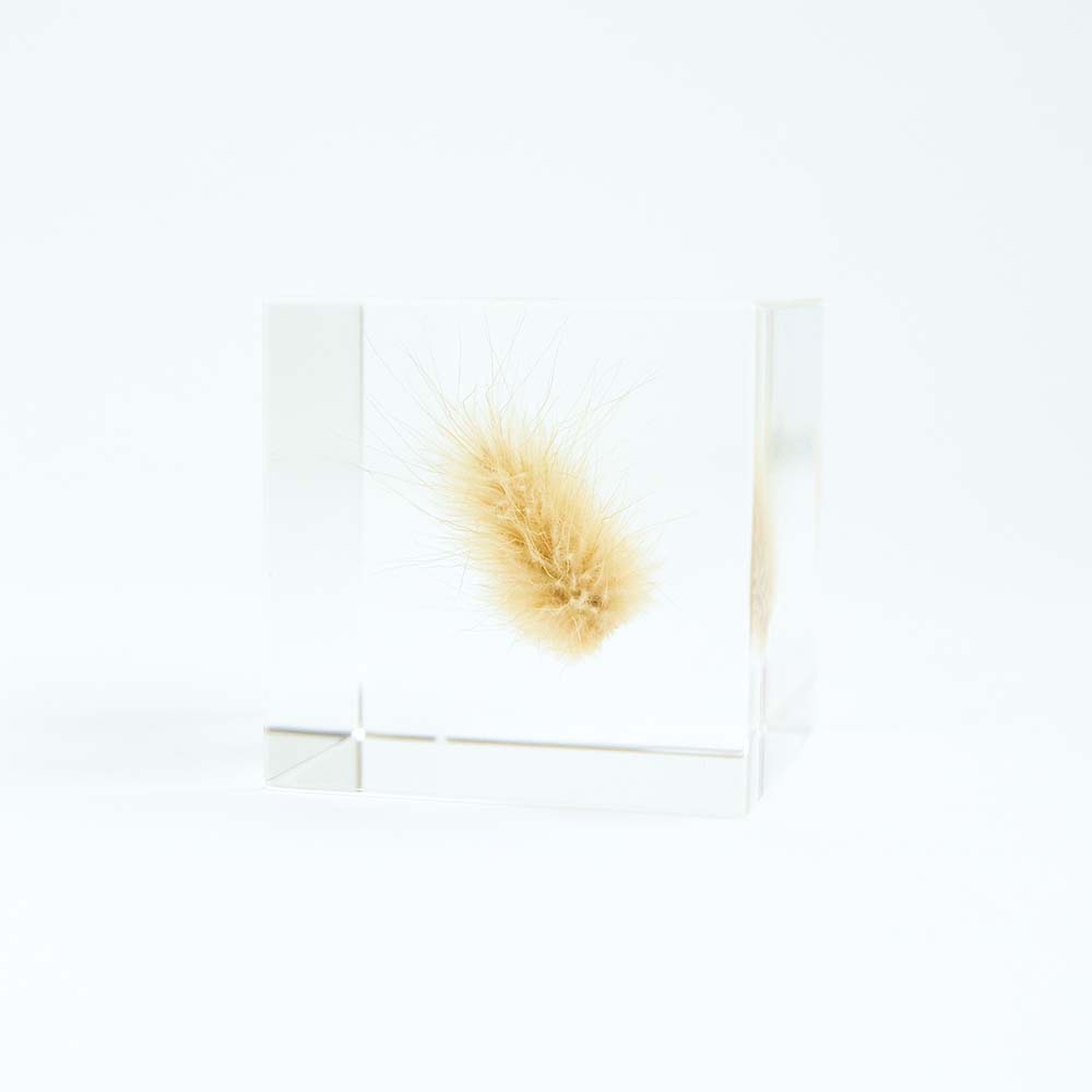 Sola cube – Usagi no Nedoko